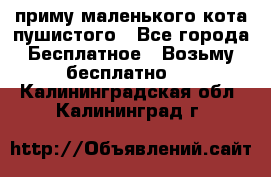 приму маленького кота пушистого - Все города Бесплатное » Возьму бесплатно   . Калининградская обл.,Калининград г.